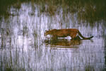 Everglades Nation Park photo